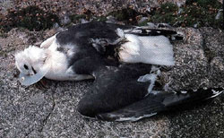 画像:プラスチックの輪がはまって死んだ水鳥