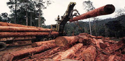 画像:森林伐採