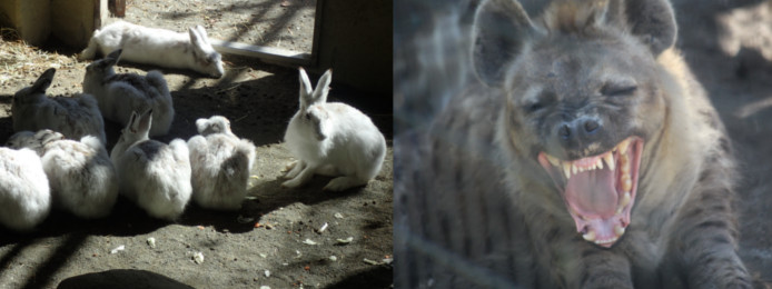 円山動物園の見どころ