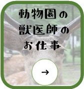 動物園の獣医師のお仕事