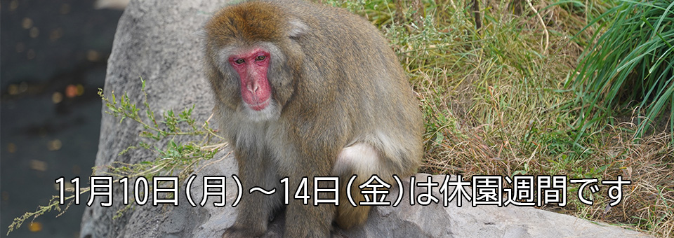 2025.11休園週間