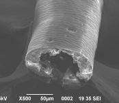 画像：ホッキョクグマの毛を電子顕微鏡で見たもの