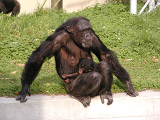 チンパンジー 札幌市円山動物園