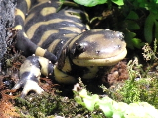 オビタイガーサラマンダー 札幌市円山動物園