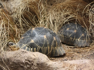 ホウシャガメ