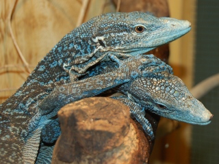 アオホソオオトカゲ 札幌市円山動物園