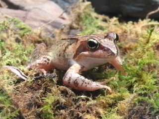 エゾアカガエル