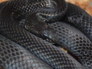 シマヘビ（黒化型）