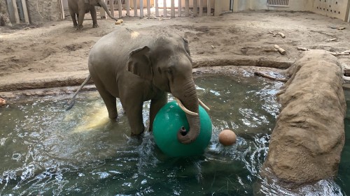 おもちゃで遊ぶゾウ