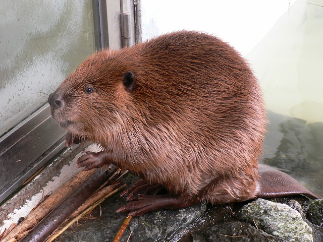 アメリカビーバー 札幌市円山動物園