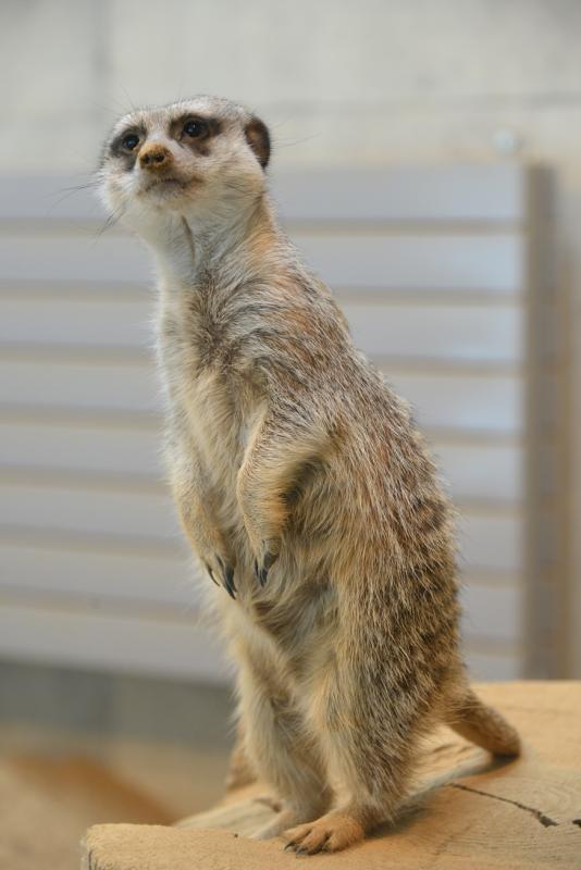 ミーアキャット 札幌市円山動物園