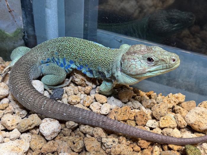 ホウセキカナヘビ