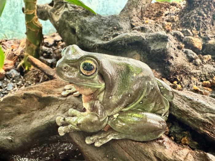 イエアメガエル