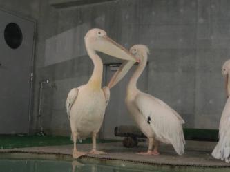 モモイロペリカン（動物紹介）