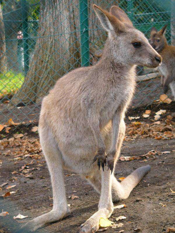 カンガルー