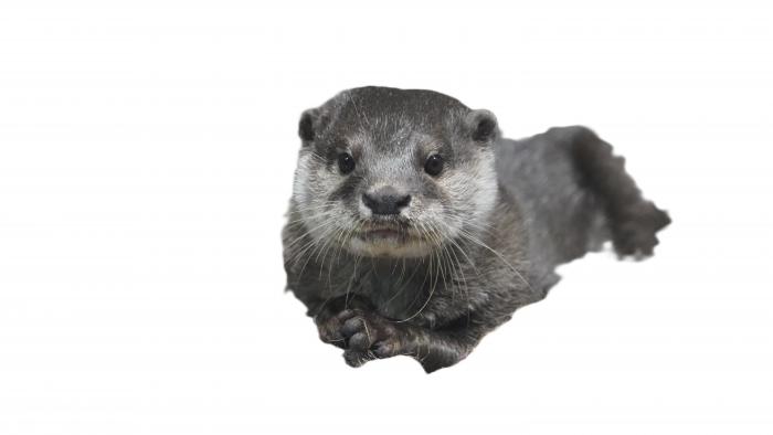 コツメカワウソ画像