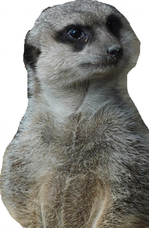 ミーアキャット切り取り画像