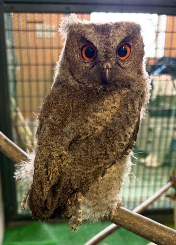 オオコノハズク