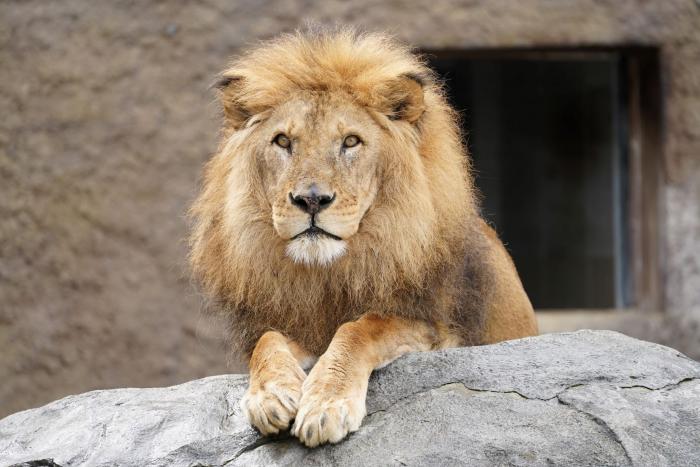 ライオンの体重を計測しました 寄付募集 ライオン ブチハイエナの健康管理のための体重計がほしい 札幌市円山動物園