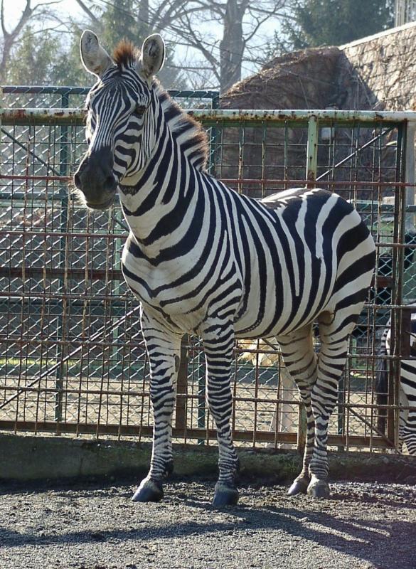 グラントシマウマ 札幌市円山動物園