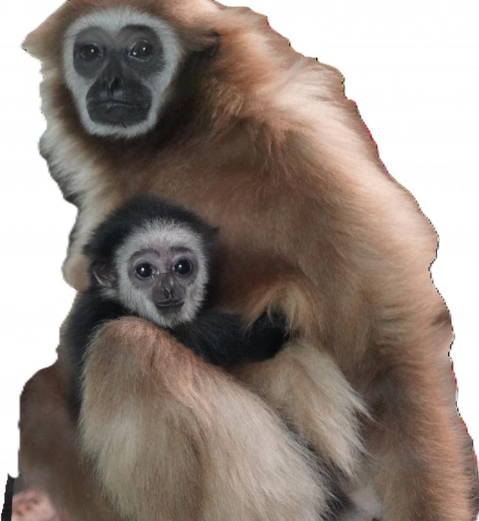 シロテナガザル切り取り画像