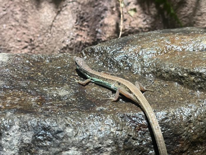 ムスジカナヘビ