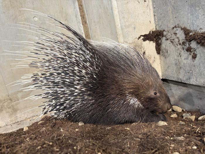 タテガミヤマアラシ