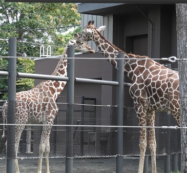 テンスケとユリカ