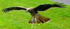 画像：トビの飛翔