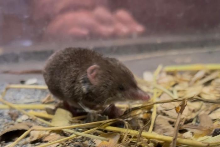 バイカルトガリネズミ