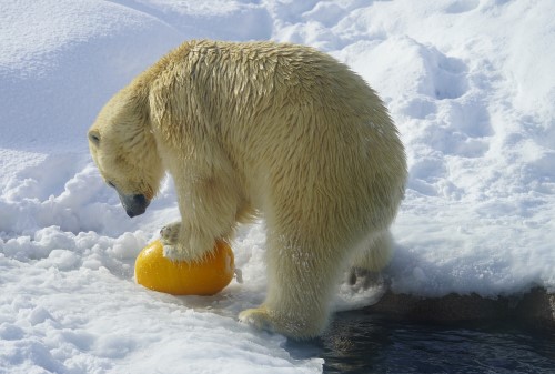 ホッキョクグマの写真1