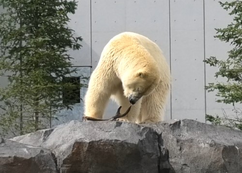 ホッキョクグマの写真2