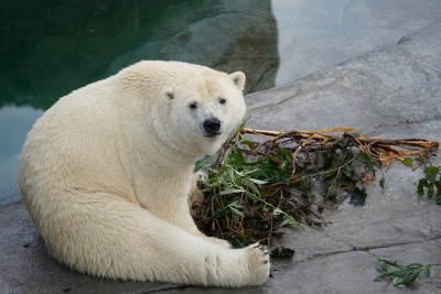 ホッキョクグマの写真3