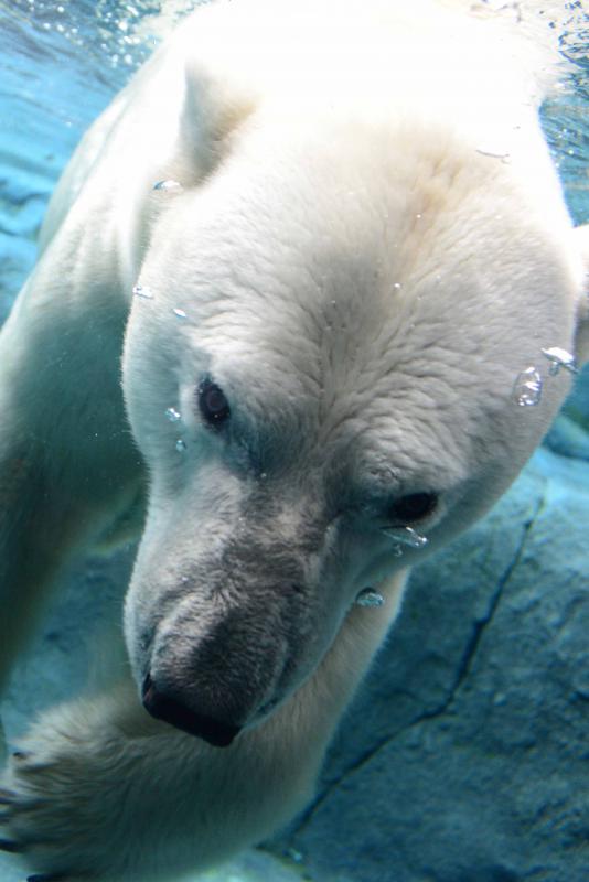 ホッキョクグマ