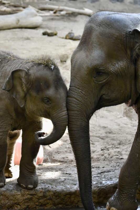 アジアゾウ親子