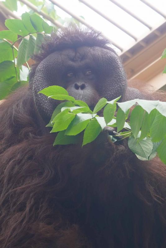 オランウータン