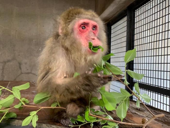 ニホンザル「ちゃ子」の写真