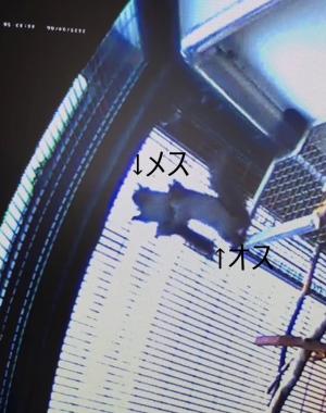 同居時の様子