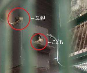 母親とこども