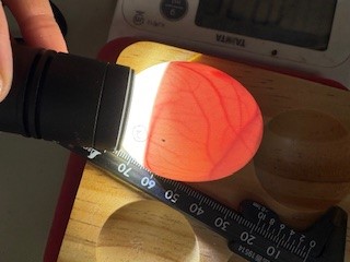 エゾフク卵