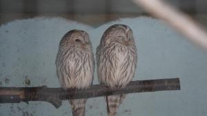 エゾフクロウペア