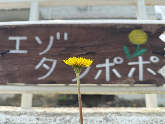 エゾタンポポ