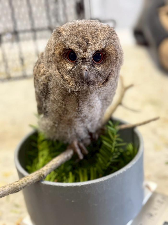 体重測定時のオオコノハズク
