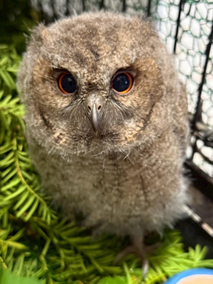 オオコノハズク正面