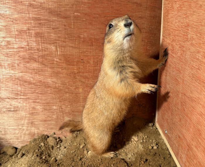 オグロプレーリードッグ「ケチャ」