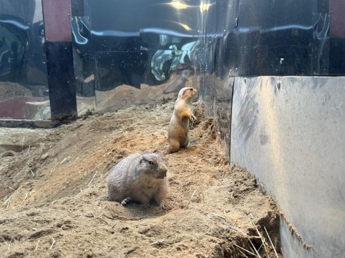 ペロ（手前）とケチャ（奥）