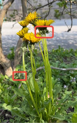 セイヨウタンポポの見分け方