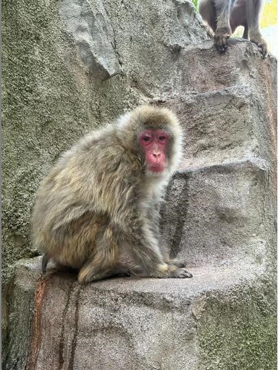ニホンザルべろ代の写真