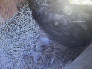 chick