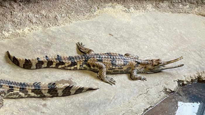 ガビアルモドキの写真